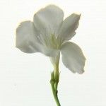 Flor de canciones Flor de canciones - Citoplasmas Stop Motion Animation