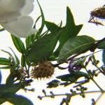 Flor de canciones Flor de canciones - Citoplasmas Stop Motion Animation