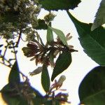 Flor de canciones Flor de canciones - Citoplasmas Stop Motion Animation