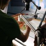 Flor de canciones Flor de canciones - Citoplasmas Stop Motion Animation