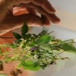 Flor de canciones Flor de canciones - Citoplasmas Stop Motion Animation