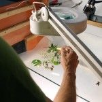 Flor de canciones Flor de canciones - Citoplasmas Stop Motion Animation