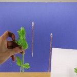 gourmet - Citoplasmas Stop Motion Animation
