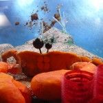 Hasta las huevas - Citoplasmas Stop Motion Animation